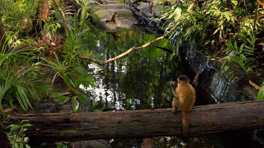 A monkey sits on a log spanning a body of water in the Amazon Rainforest