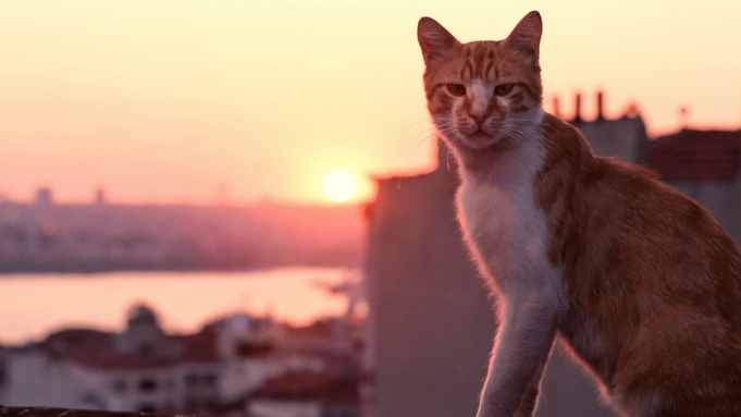 An orange and white cat looks into the camera. In the background, the setting sun shines over Istanbul.