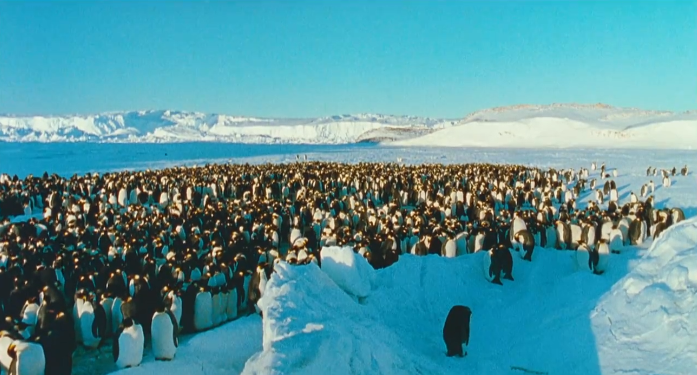 A group of emperor penguins huddle near the shoreline in Antarctica